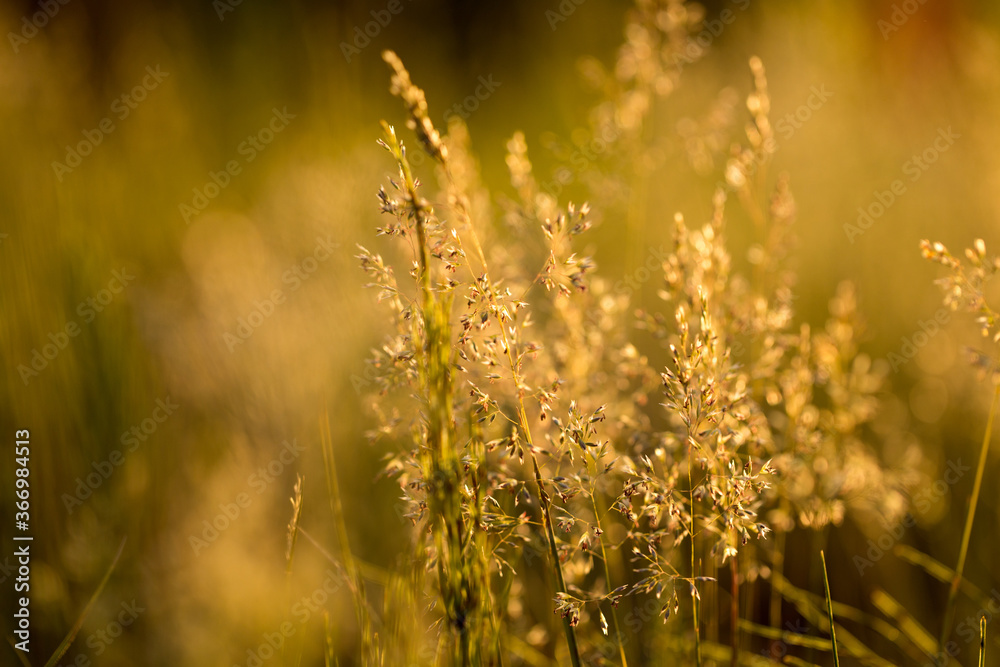 Dry grass and plants