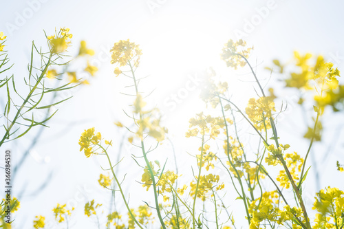 菜の花と太陽の光