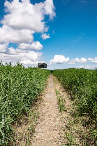 Wooden path surrounded by reed grass on the North Sea in summer with a blue sky and a view of the Kiekkaaste photo