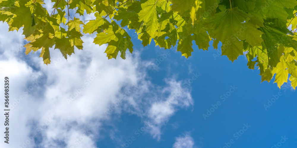 green maple tree leaves against blue sky with white clouds green maple tree leaves against blue sky with white clouds