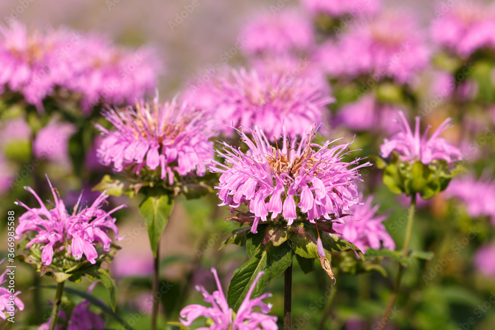 Pink flowers of monarda Pink flowers of monarda