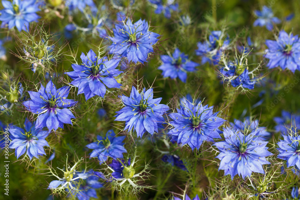 Blue flowers of Nigella
