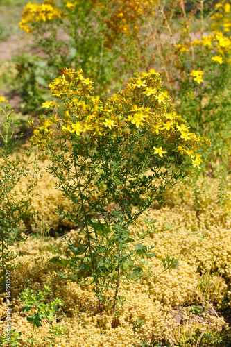 St. John's wort grows in the garden