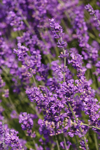 Blooming lavender in the field