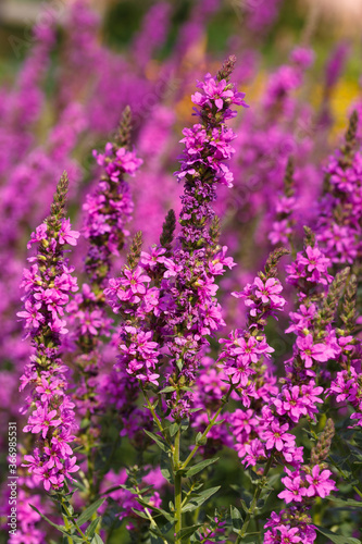 Purple loosestrife flowers