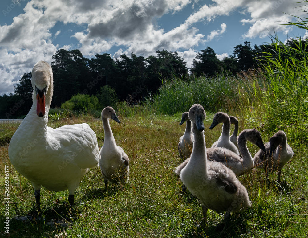 Obraz premium Bird family on coast.