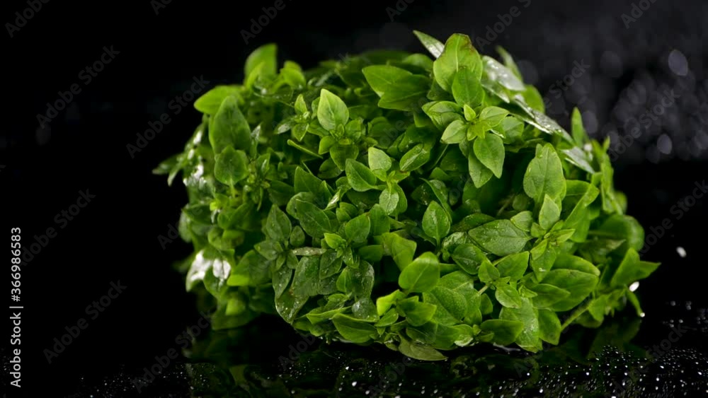 Fresh basil on wet black surface. Salt is falling. Slowmotion. Fresh basil on wet black surface. Salt is falling. Slowmotion.