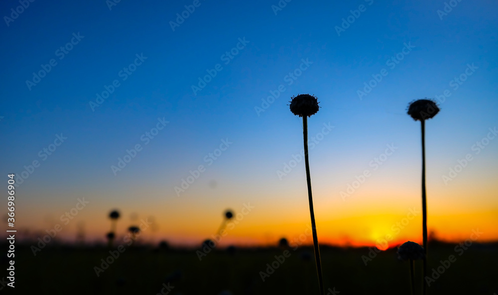 Many silhouettes of grass flowers on a blurred sunset background.Colorful of nature in the evening.Space for text,Relaxing concept. Many silhouettes of grass flowers on a blurred sunset background.Colorful of nature in the evening.Space for text,Relaxing concept.