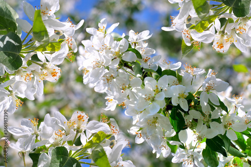 apple tree flowers photo