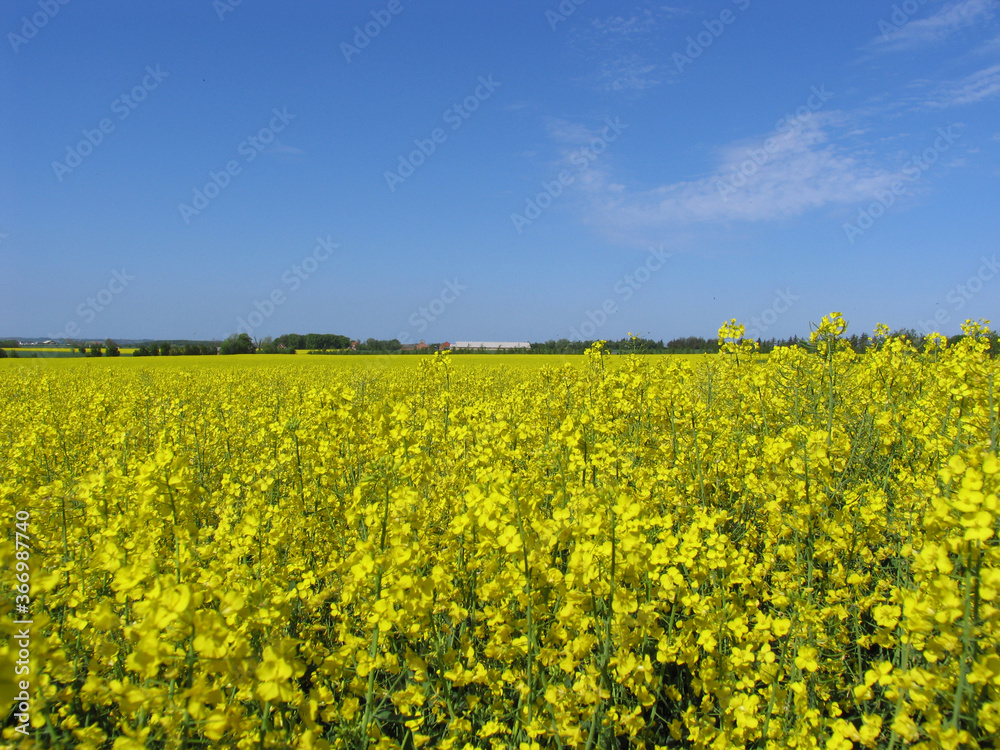 Blühendes Rapsfeld bei Klitmøller, Landwirtschaft, Nordseeküste, Jütland, Dänemark, Europa --  Blooming rape field near Klitmøller, agriculture, North Sea coast, Jutland, Denmark, Europe 