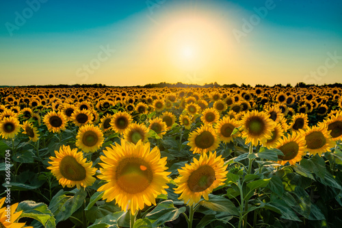 Hot summer sun over sunflower field.