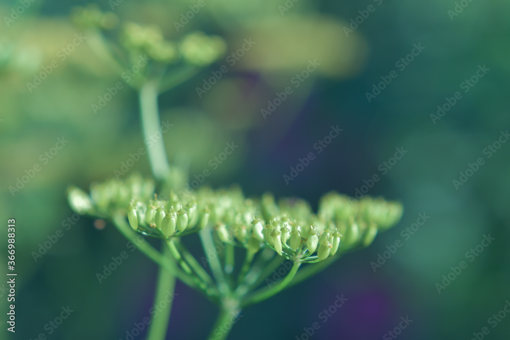 Summer plants on natural blurred background