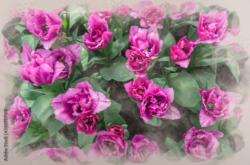 Watercolor painting effect of top view of many purple tulips with green leaves. Beautiful flowers background, texture. View from above. Nature bouquet from purple tulips for use as background. © Maria Vonotna