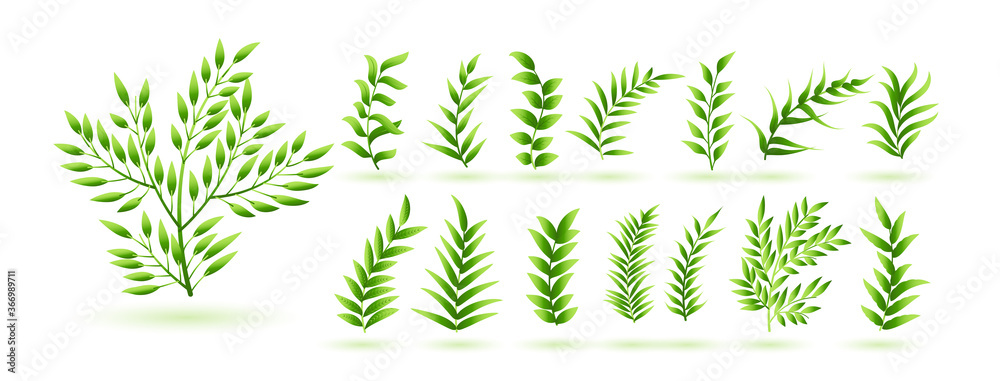 natural green herb leaves botanical collection design natural green herb leaves botanical collection design