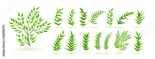 natural green herb leaves botanical collection design