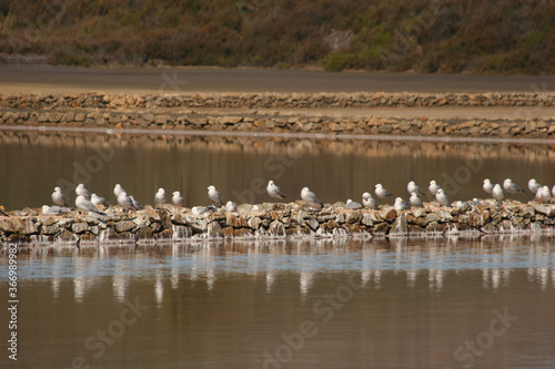 Gaviotas en las Salinas del Rasall, en el Parque Regional de Calblanque. Cartagena, Murcia, España.
