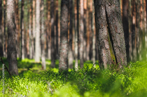 Background pine forest with green lush blueberry grass. Focus in foreground, blurred background.