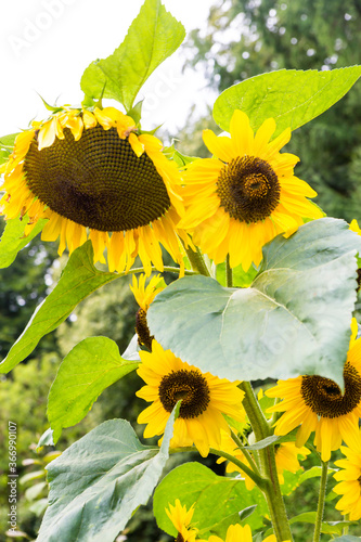 Zonnebloemen