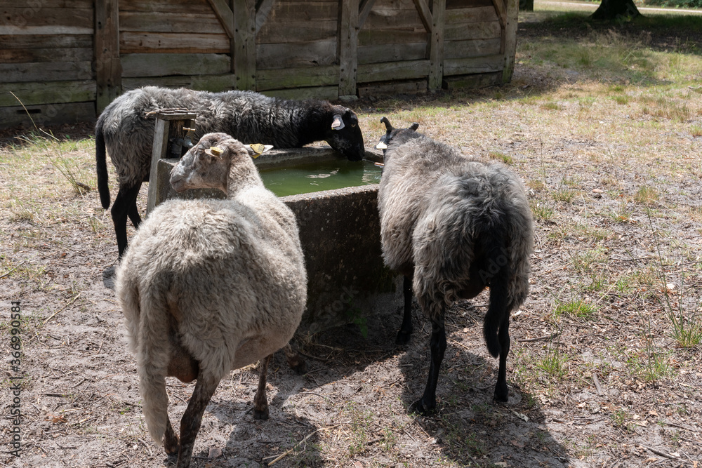 Obraz premium Three sheep drinking water on the farm