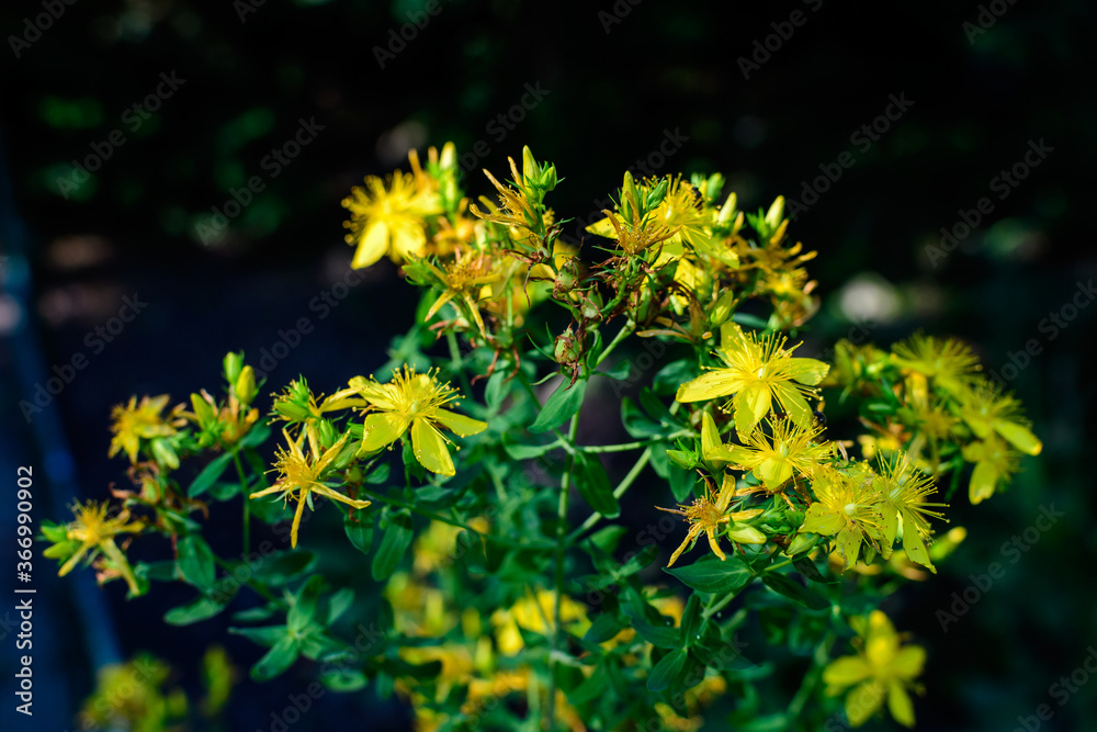 Obraz premium Many delicate yellow flowers of Hypericum perforatum plant, commonly known as.perforate or common St John's wort, in a garden in a sunny spring day
