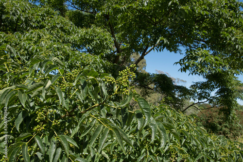 Green Foliage of a Japanese Cork Tree (Phellodendron japonicum) with a Bright Blue Sky Background Growing in a Garden in Rural Devon, England, UK