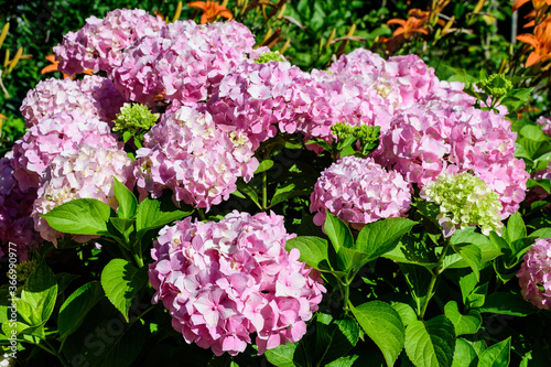 Magenta pink hydrangea macrophylla or hortensia shrub in full bloom in a flower pot  with fresh green leaves in the background  in a garden in a sunny summer day.