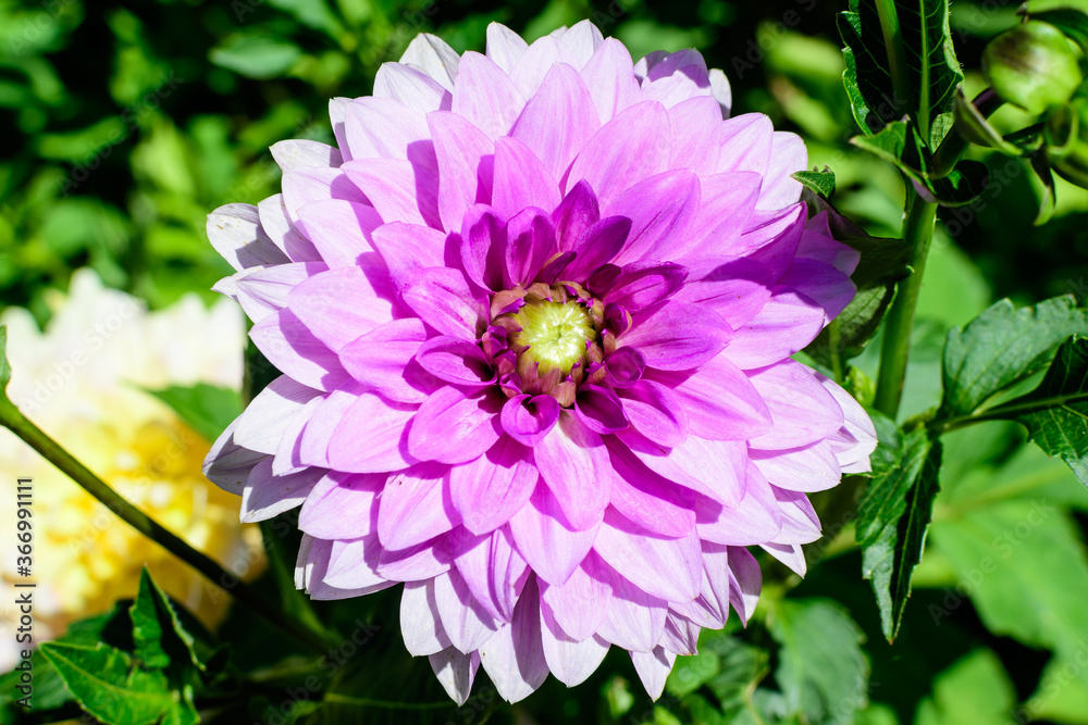 Obraz premium Close up of one beautiful large vivid pink magenta dahlia flower in full bloom on blurred green background, photographed with soft focus in a garden in a sunny summer day.