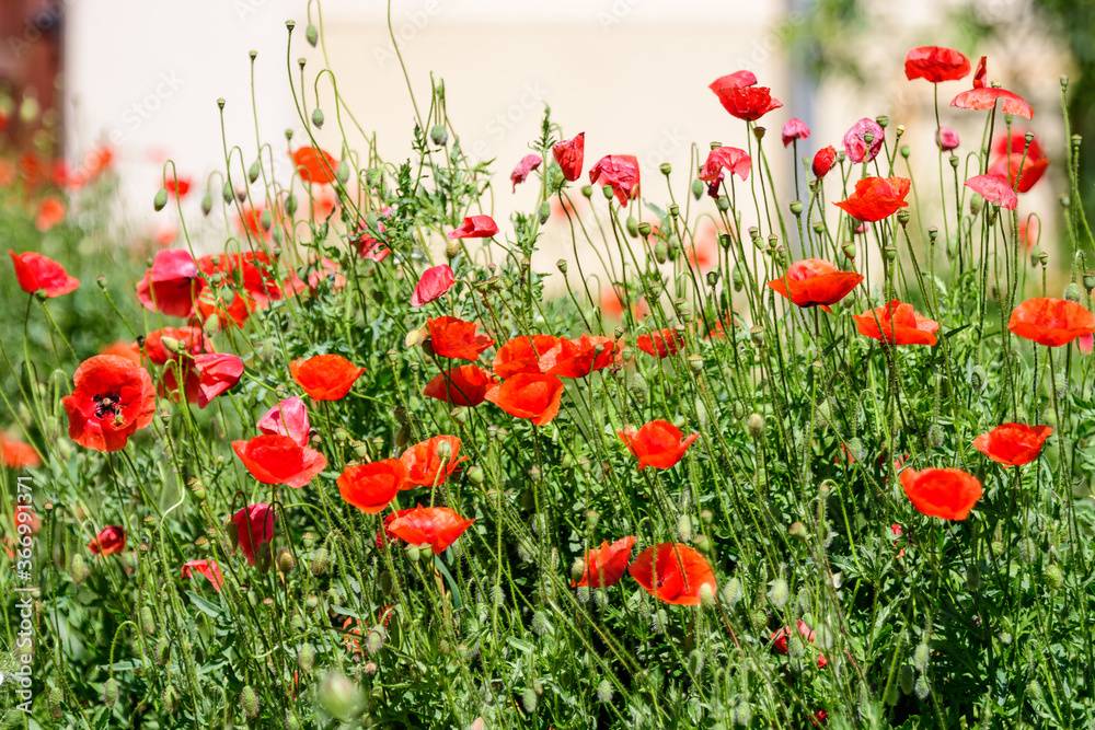 Close up of many red poppy flowers and blurred green leaves in a British cottage style garden in a sunny summer day, beautiful outdoor floral background photographed with soft focus.