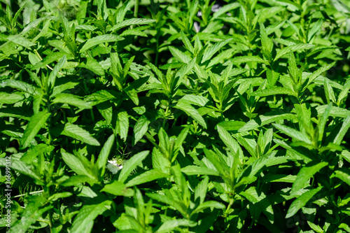 Close up of many fresh green lemon mint leaves in direct sunlight, in a herbs garden, in a sunny summer day, beautiful outdoor monochrome background photographed with soft focus.