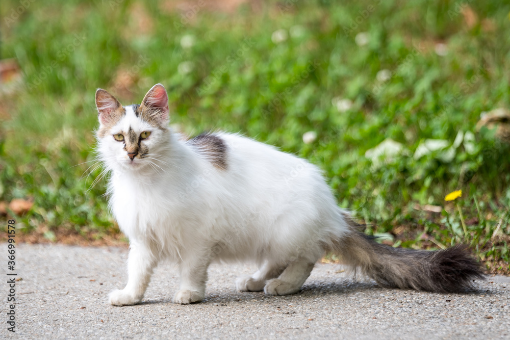 One white and grey stray cat on a garden alley with green blurred background in the background.