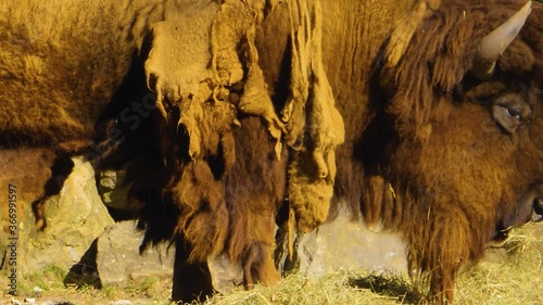 Close up of buffalo on amedeo eating hey. photo