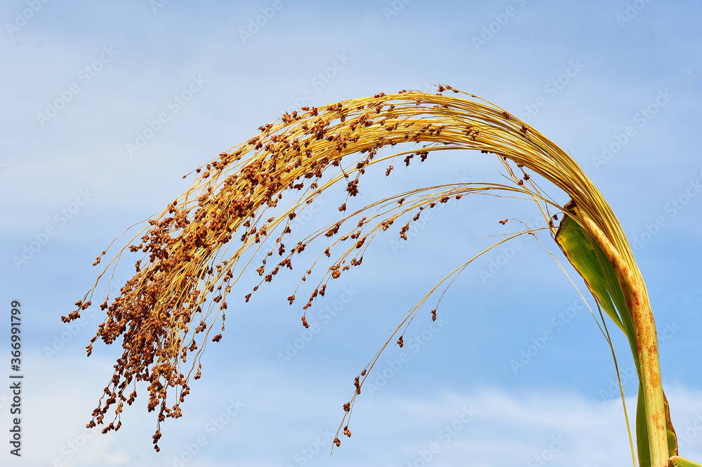 Fototapeta premium millet (Sorghum bicolor)