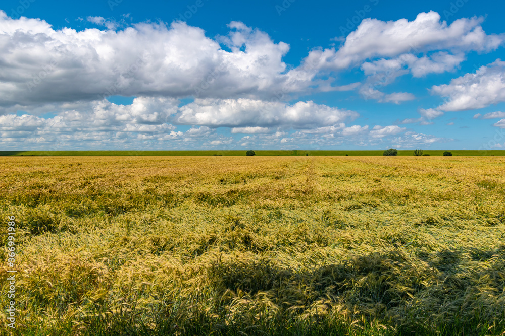 Wheat field and blue sky in summer on the North Sea coast near Ditzum