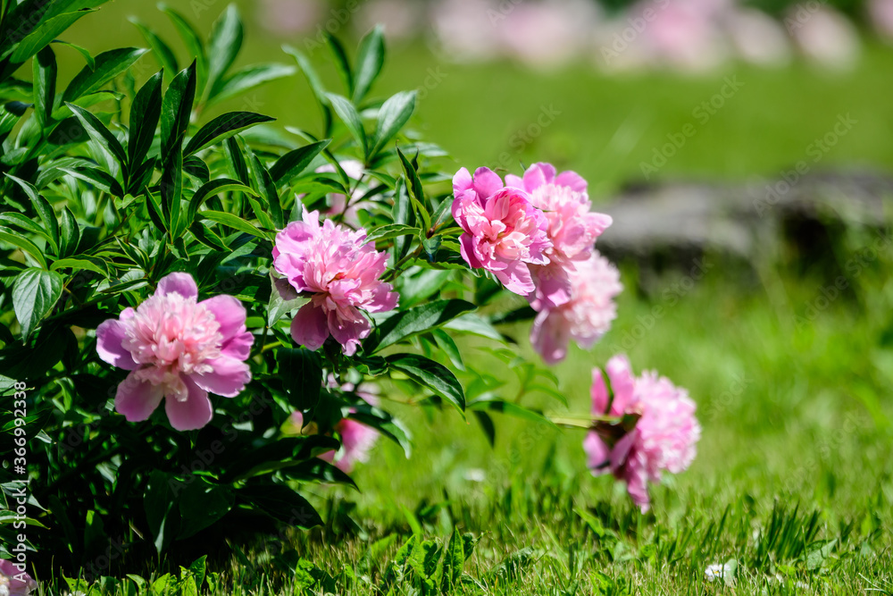 Bush with many large delicate vivid pink peony flowers in a British cottage style garden in a sunny spring day, beautiful outdoor floral background photographed with selective focus. Bush with many large delicate vivid pink peony flowers in a British cottage style garden in a sunny spring day, beautiful outdoor floral background photographed with selective focus.