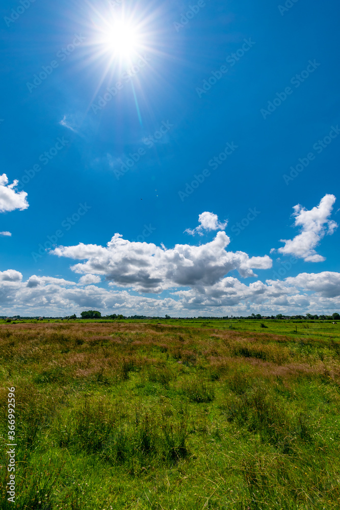Meadows on the North Sea in summer with a blue sky