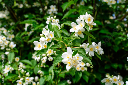 Fresh delicate white flowers and green leaves of Philadelphus coronarius ornamental perennial plant  known as sweet mock orange or English dogwood  in a garden in a sunny summer day  beautiful outdoor
