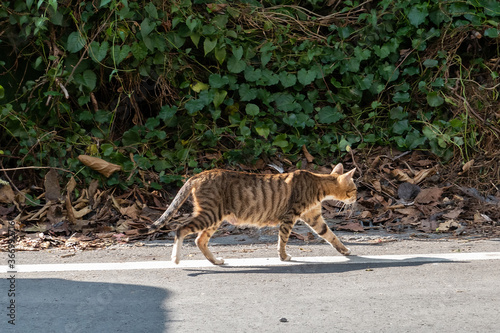 stray cat walk at a street