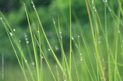 Blurry dewdrops on blade of green grasses.