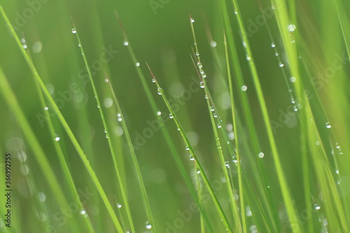 Blurry dewdrops on blade of green grasses.