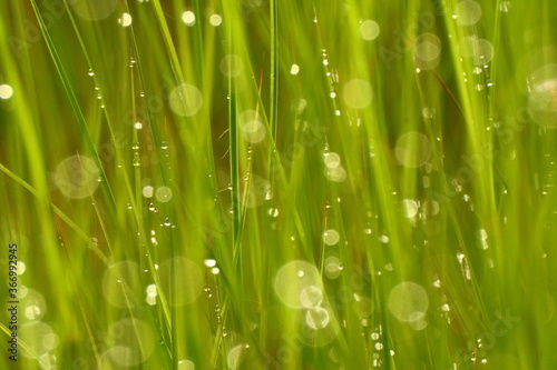 Blurry dewdrops on blade of green grasses.