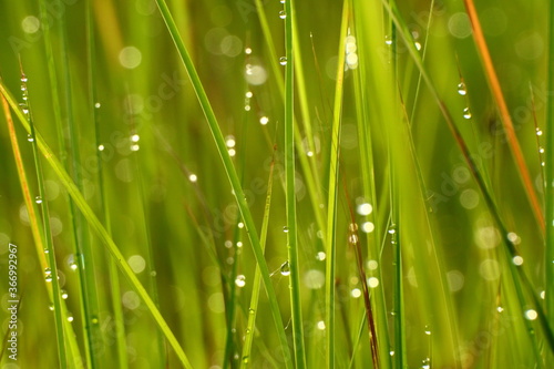 Blurry dewdrops on blade of green grasses.