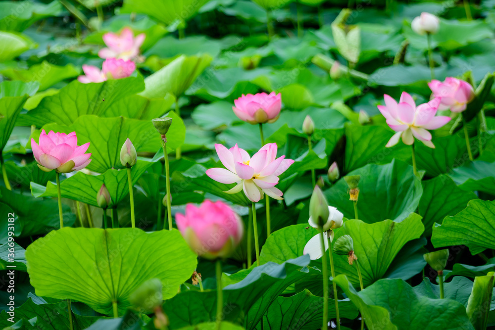 Delicate vivid pink and white water lily flowers (Nymphaeaceae) in full bloom and green leaves on a water surface in a summer garden, beautiful outdoor floral background photographed with soft focus.