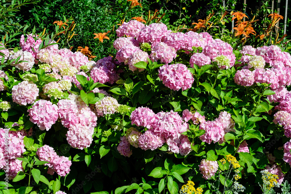 Magenta pink hydrangea macrophylla or hortensia shrub in full bloom in a flower pot, with fresh green leaves in the background, in a garden in a sunny summer day. Magenta pink hydrangea macrophylla or hortensia shrub in full bloom in a flower pot, with fresh green leaves in the background, in a garden in a sunny summer day.