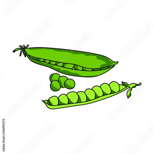 Green peas set, vegetable harvest, vector hand draw illustration
