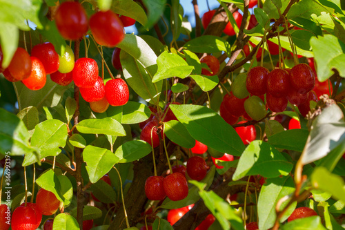 ripe berries on a  Silverberry or Oleaster (Elaeagnus multiflora)  bush photo