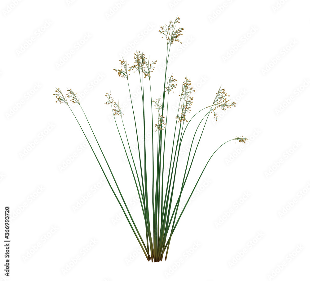 Fototapeta premium 3d Render Brush Tree Isolated on white