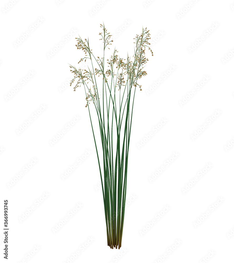3d Render Brush Tree Isolated on white 3d Render Brush Tree Isolated on white