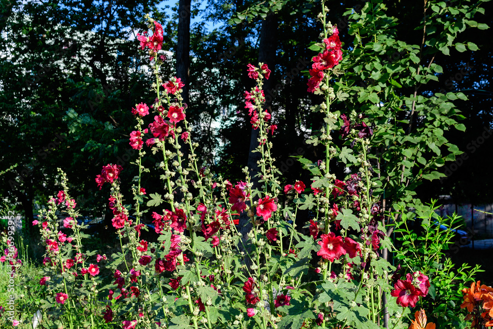 Many vivid red flowers of Althaea officinalis plant, commonly known as marsh-mallow in a British cottage style garden in a sunny summer day, beautiful outdoor floral background.