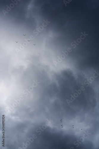 gaviotas volando sobre las nubes de la tormenta
