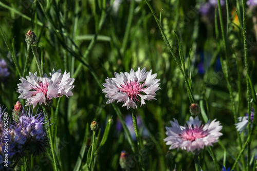 Close-up of cornflower blossoms in different colors